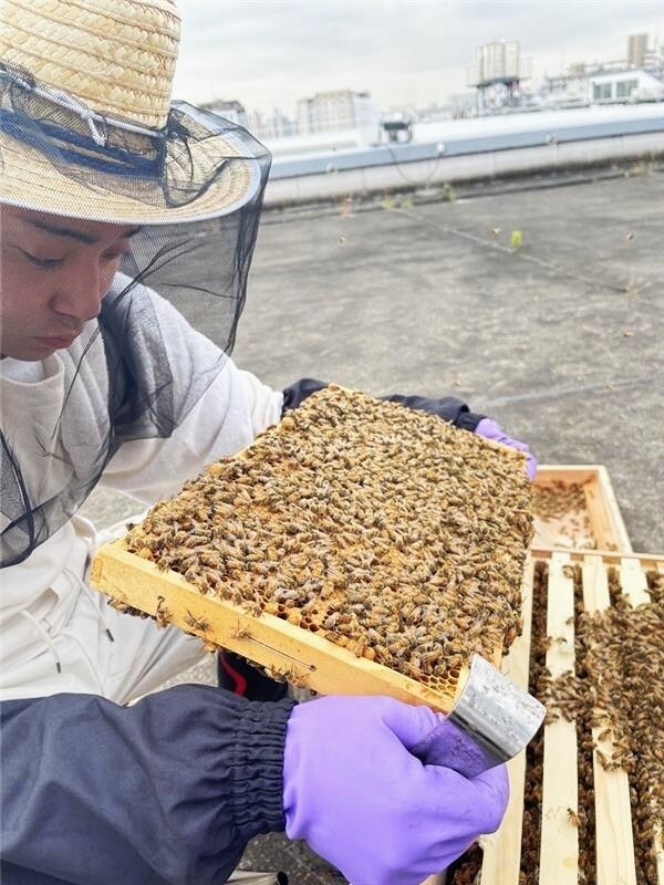 実際に巣箱を開けて蜂の世話をする様子